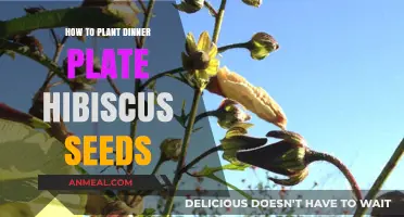 Planting Dinner Plate Hibiscus Seeds: A Step-by-Step Guide to Success
