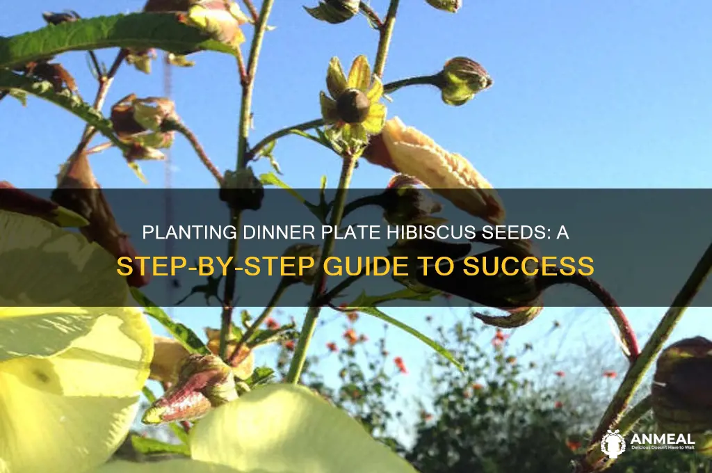 how to plant dinner plate hibiscus seeds