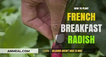 Planting French Breakfast Radishes: A Step-by-Step Guide for Beginners