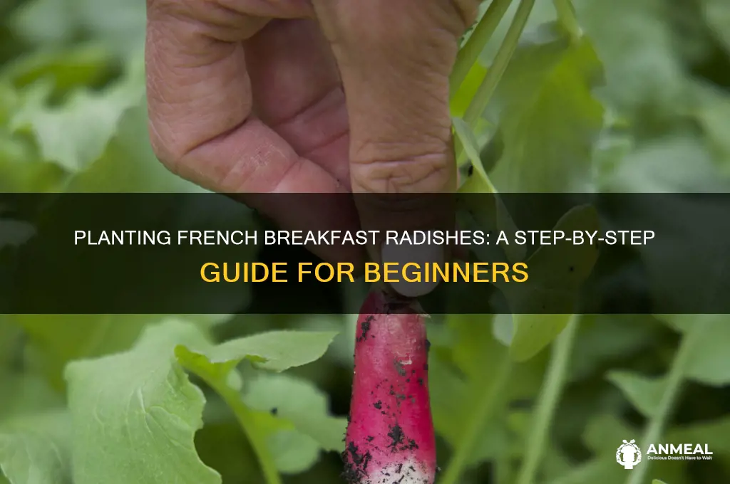 how to plant french breakfast radish