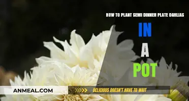Planting Semi Dinner Plate Dahlias in Pots: A Step-by-Step Guide