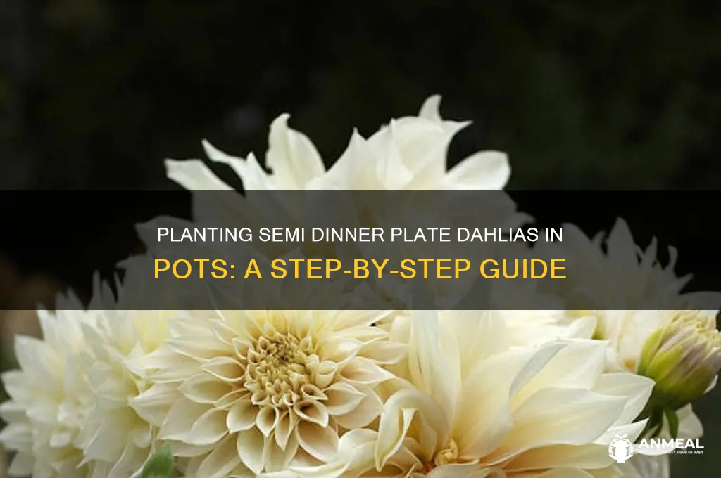 how to plant semi dinner plate dahlias in a pot