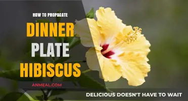 Propagating Dinner Plate Hibiscus: Simple Steps for Stunning Blooms
