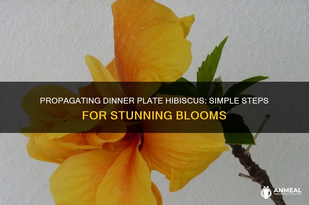 how to propagate dinner plate hibiscus