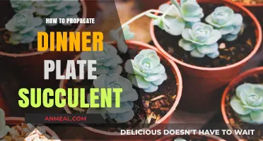 Propagating Dinner Plate Succulents: Easy Steps for Healthy Growth