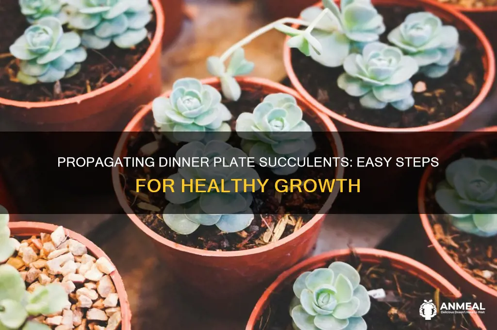 how to propagate dinner plate succulent
