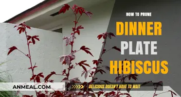 Pruning Dinner Plate Hibiscus: Expert Tips for Healthy, Vibrant Blooms