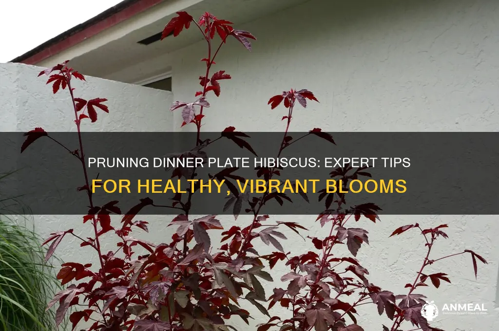 how to prune dinner plate hibiscus