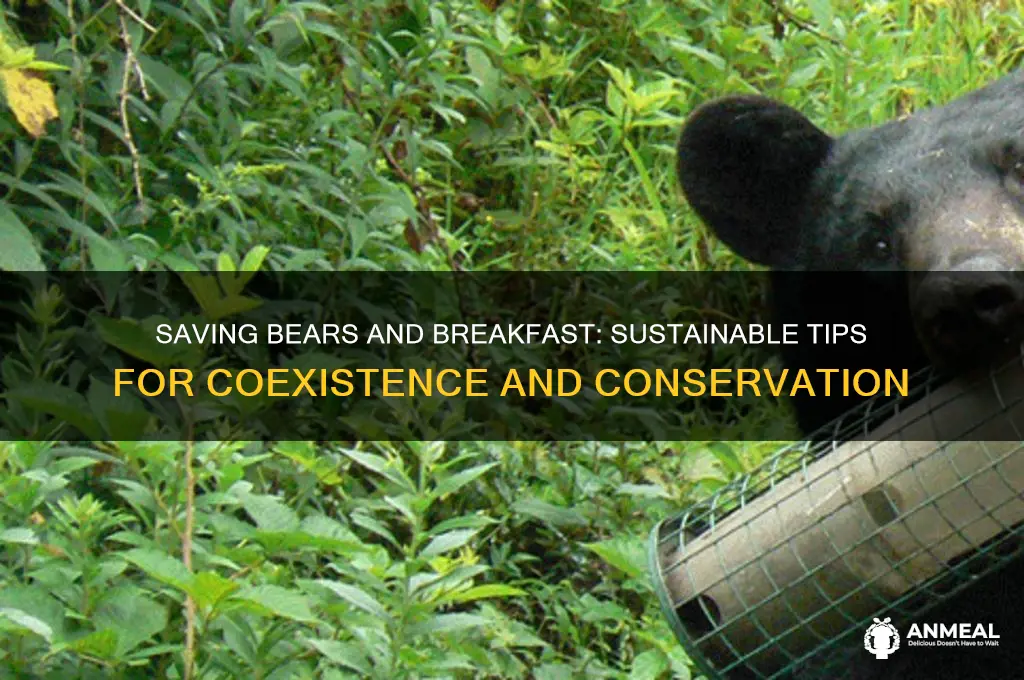 how to save bear and breakfast