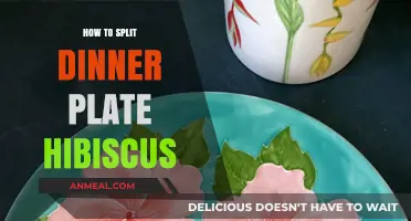 Mastering the Art of Dividing Dinner Plate Hibiscus for Healthy Growth