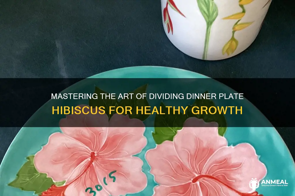 how to split dinner plate hibiscus