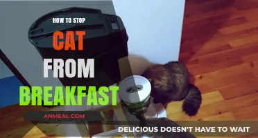 Preventing Your Cat from Stealing Breakfast: Effective Tips and Tricks