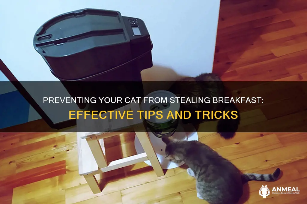 how to stop cat from breakfast