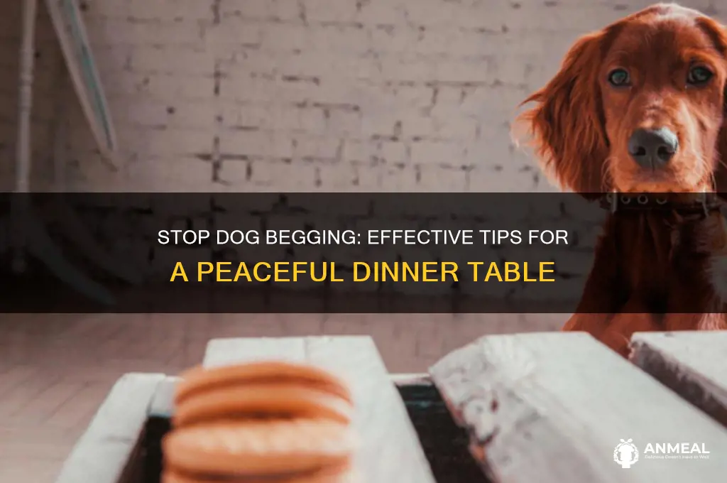 how to stop dogs from begging at dinner table