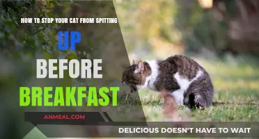 Prevent Morning Cat Vomiting: Tips for a Clean Breakfast Routine