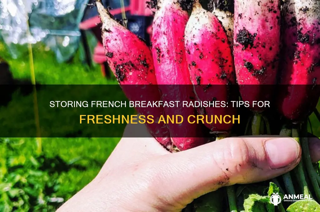 how to store french breakfast radishes