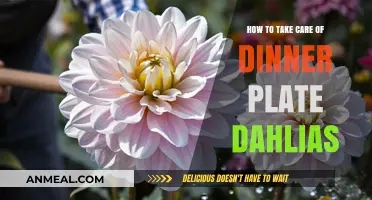 Caring for Dinner Plate Dahlias: Essential Tips for Vibrant Blooms