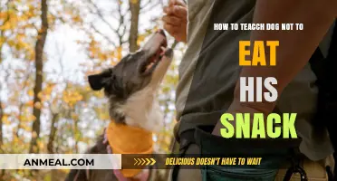 Training Your Dog to Resist the Temptation of Snacks