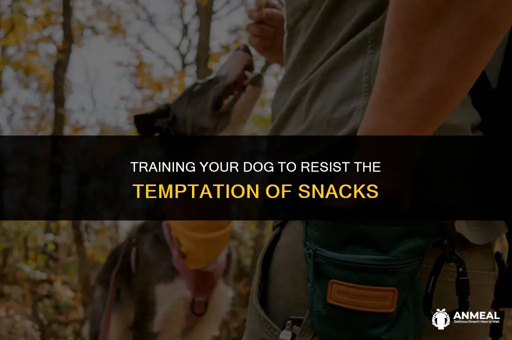 how to teacch dog not to eat his snack