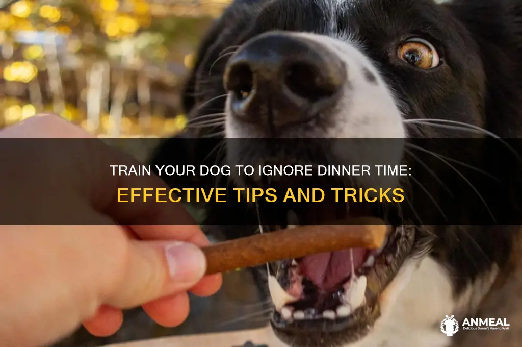 how to traindog to not wait for food during dinner