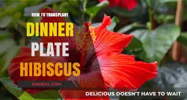Transplanting Dinner Plate Hibiscus: A Step-by-Step Guide for Gardeners