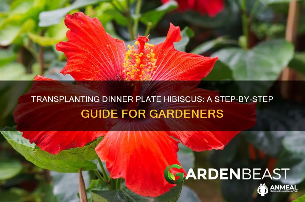 how to transplant dinner plate hibiscus