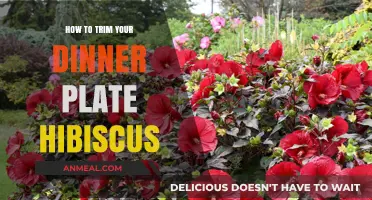 Pruning Tips: How to Trim Your Dinner Plate Hibiscus for Optimal Growth