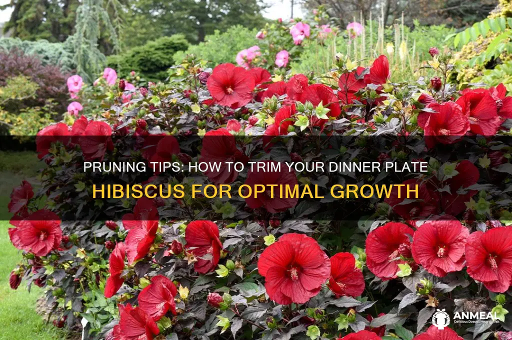 how to trim your dinner plate hibiscus