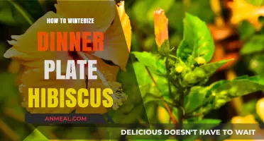 Winterizing Dinner Plate Hibiscus: Essential Tips for Cold-Weather Care