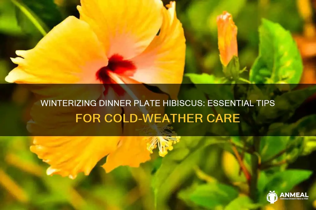 how to winterize dinner plate hibiscus