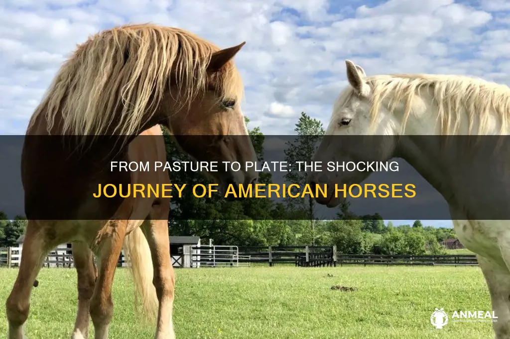 how us horses end up on dinner plates