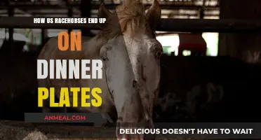 From Track to Table: The Shocking Fate of Retired U.S. Racehorses