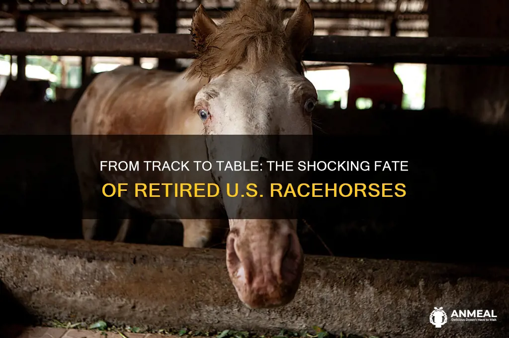 how us racehorses end up on dinner plates