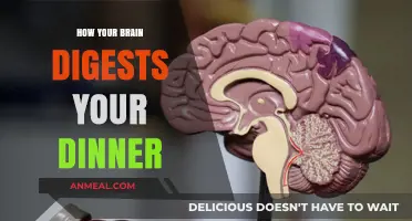 Brain Meets Belly: Unraveling How Your Mind Digests Dinner