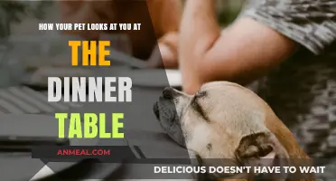 Those Begging Eyes: Understanding Your Pet’s Dinner Table Gaze