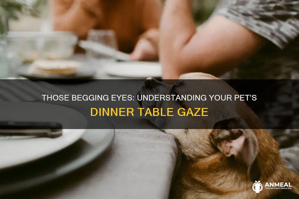 how your pet looks at you at the dinner table