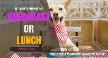 Breakfast or Lunch: Optimal Feeding Times for Your Dog's Health
