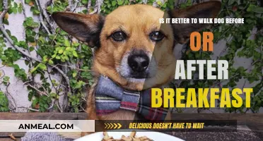 Walk Before or After Breakfast: What’s Best for Your Dog?