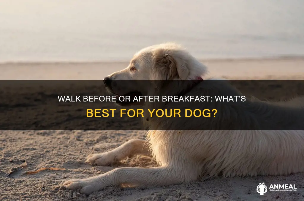 is it better to walk dog before or after breakfast