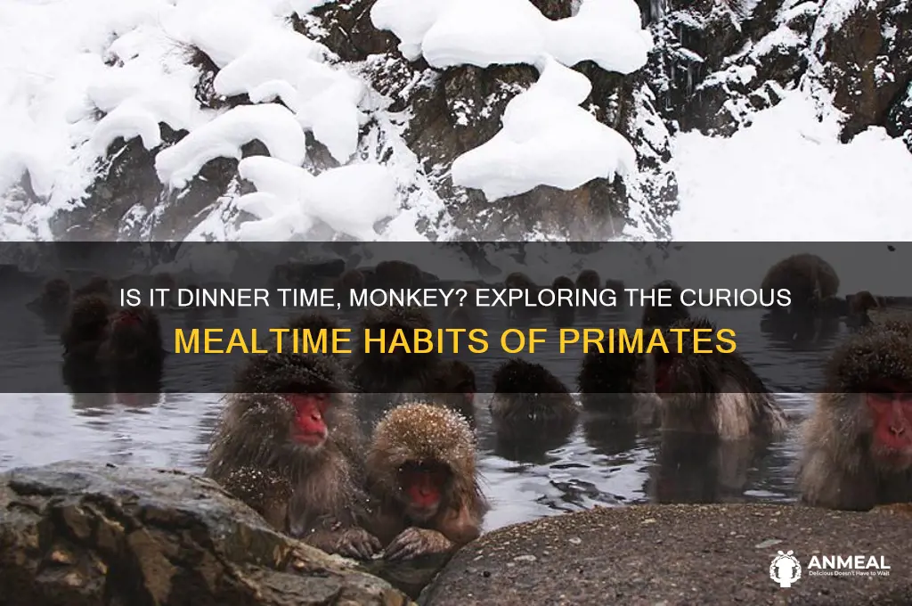 is it dinner time monkey