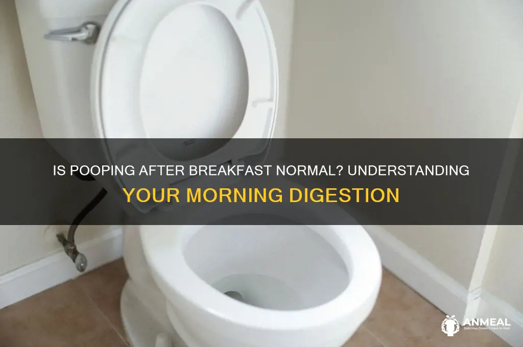 is it normal to poop after breakfast