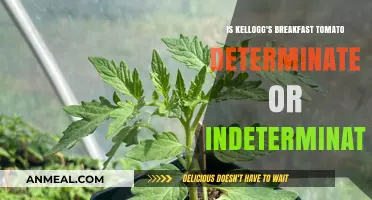 Kellogg's Breakfast Tomato: Determinate or Indeterminate? Unraveling the Mystery