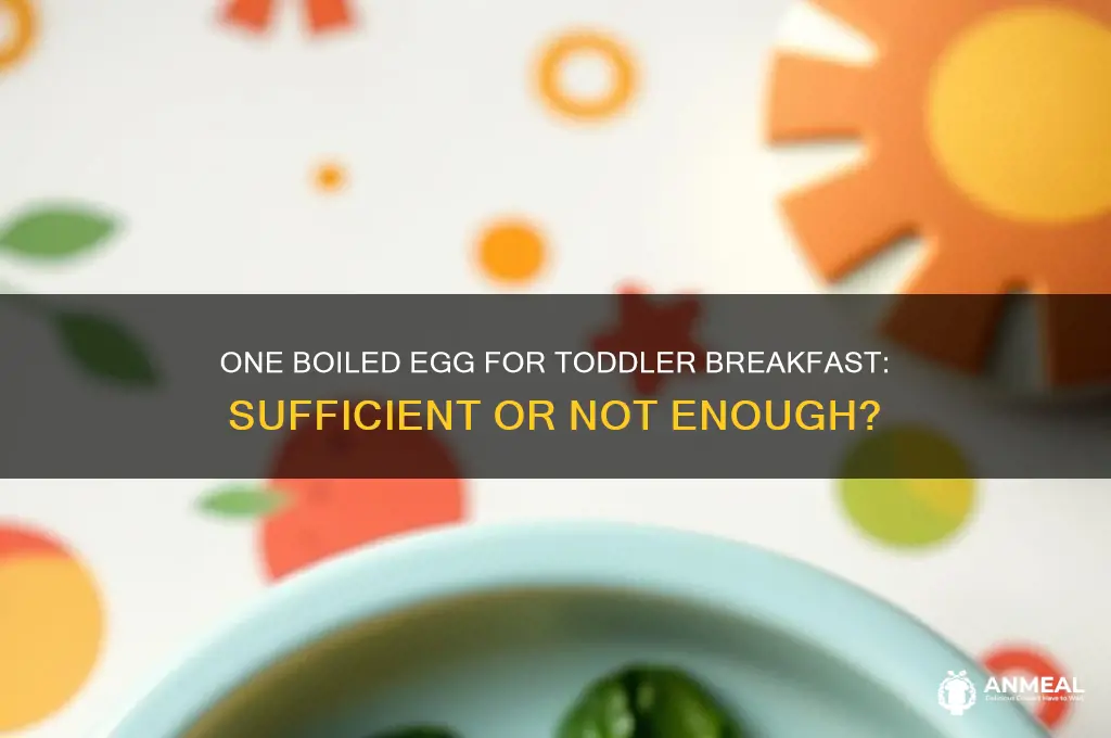 is one boiled egg enough for breakfast for toddlers