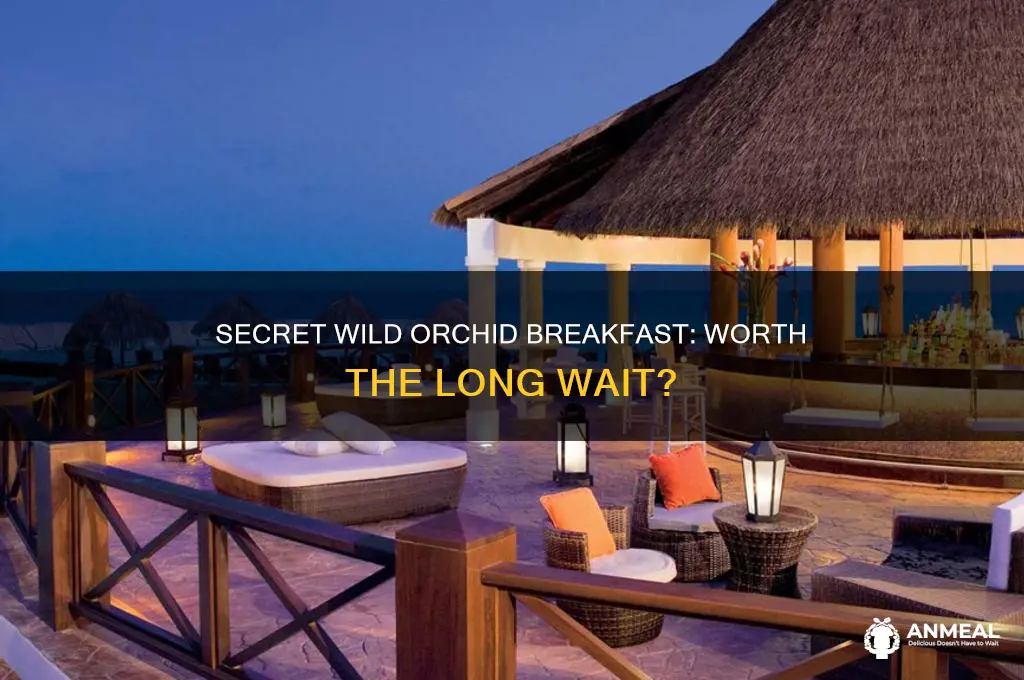 is secret wild orchid long lines for breakfast