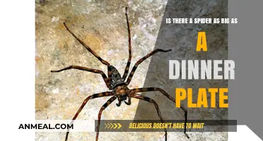 Are There Spiders as Big as Dinner Plates? Facts Revealed