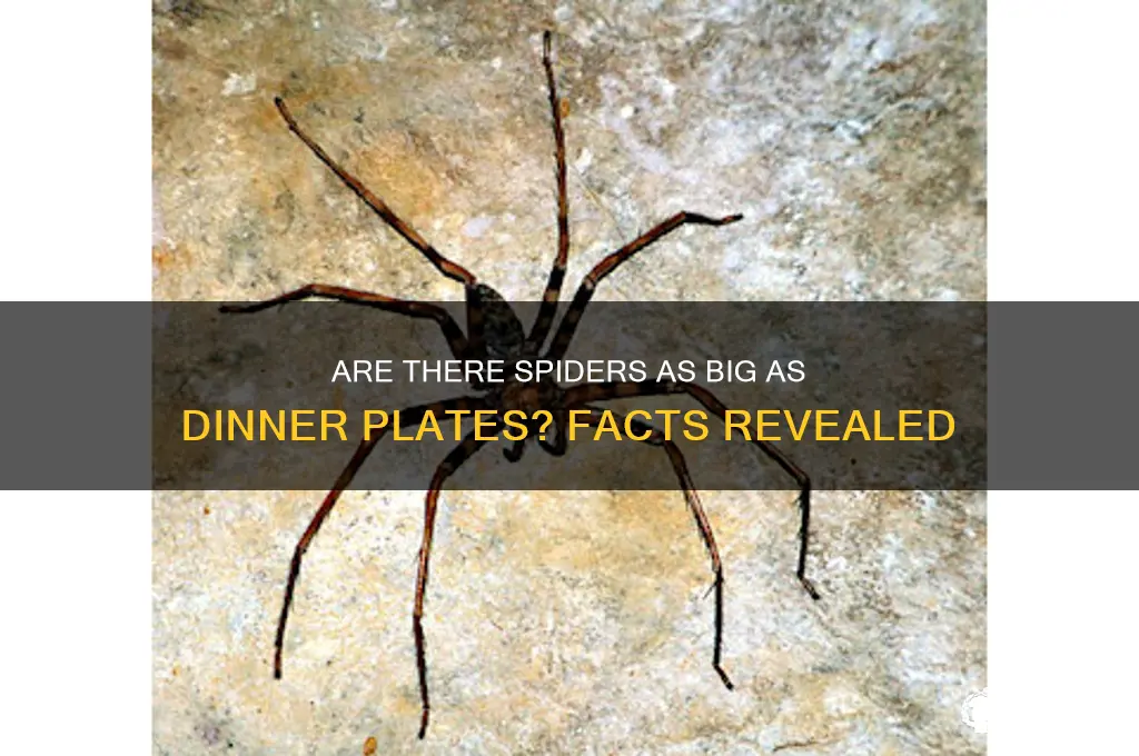 is there a spider as big as a dinner plate