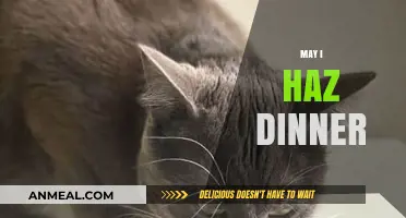 May I Haz Dinner? Creative Ways to Feed Your Feline Friend