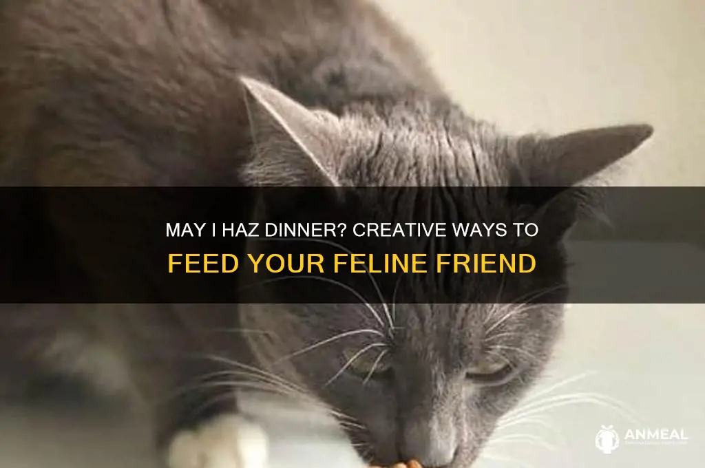 may i haz dinner