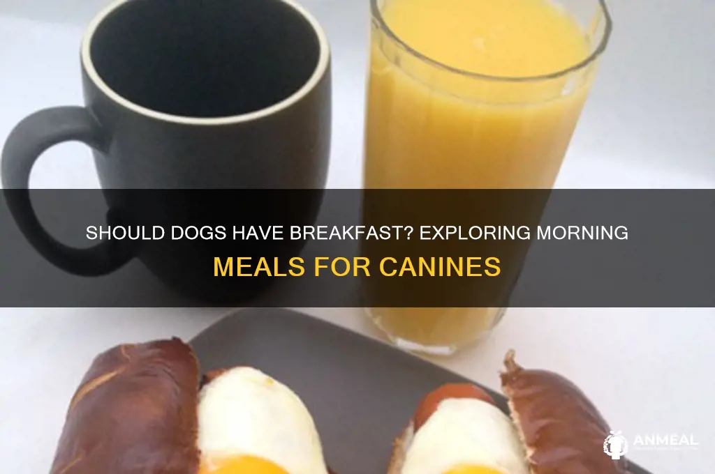 should dogs have breakfast