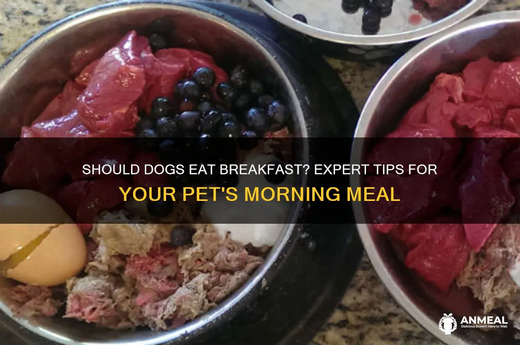 should i give my dog breakfast